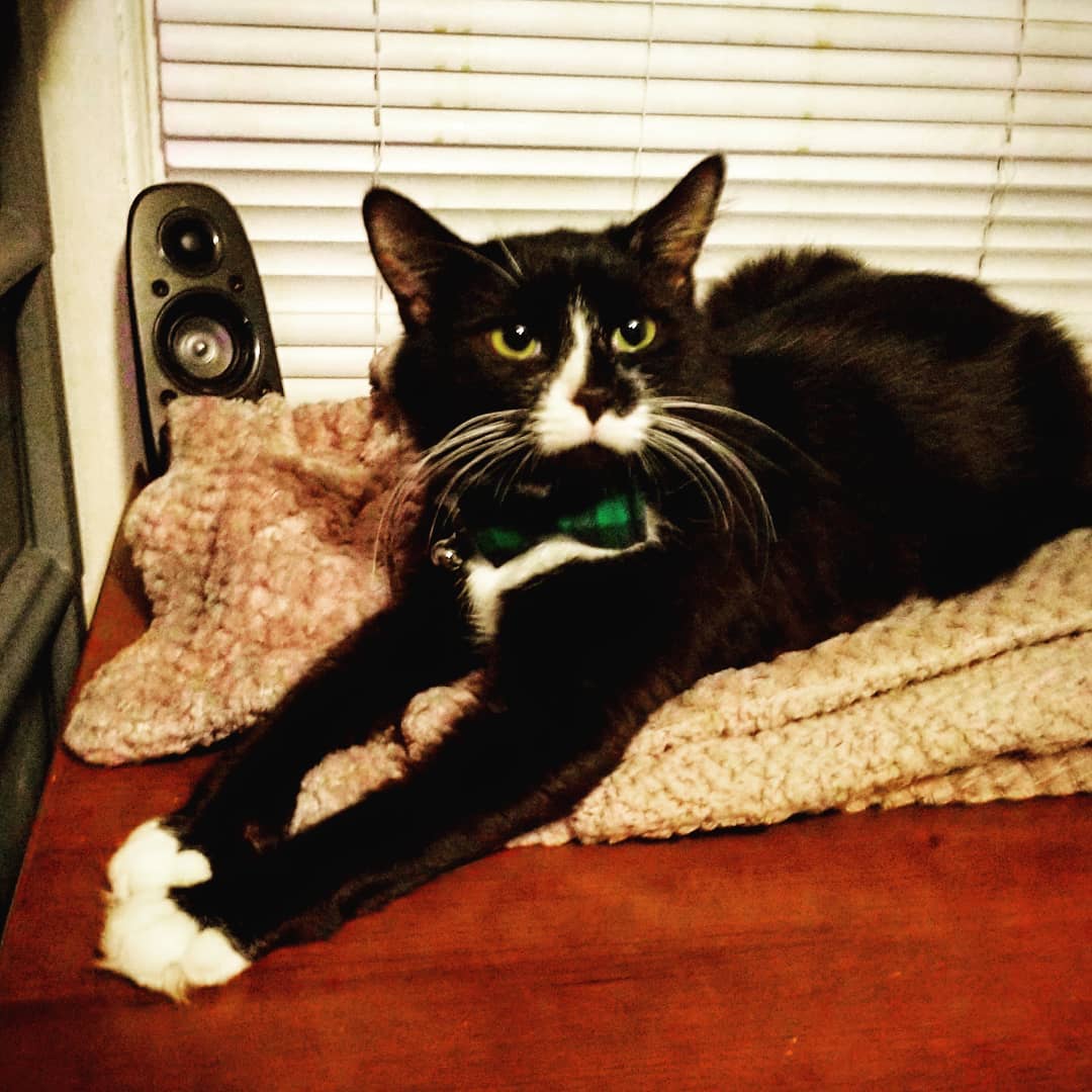 Another Kittyversary!  My little girl Sammy has been with me for a whole year as well.  She's a brat when it comes time to take her medicine, but I wouldn't have her any other way. 🧡🧡🧡